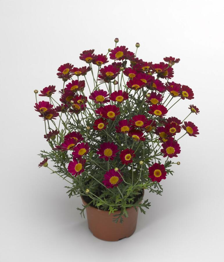 Kopretina pařížská 'Molimba Red' - Argyranthemum frutescens 'Molimba Red'