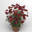 Kopretina pařížská 'Molimba Red' - Argyranthemum frutescens 'Molimba Red'