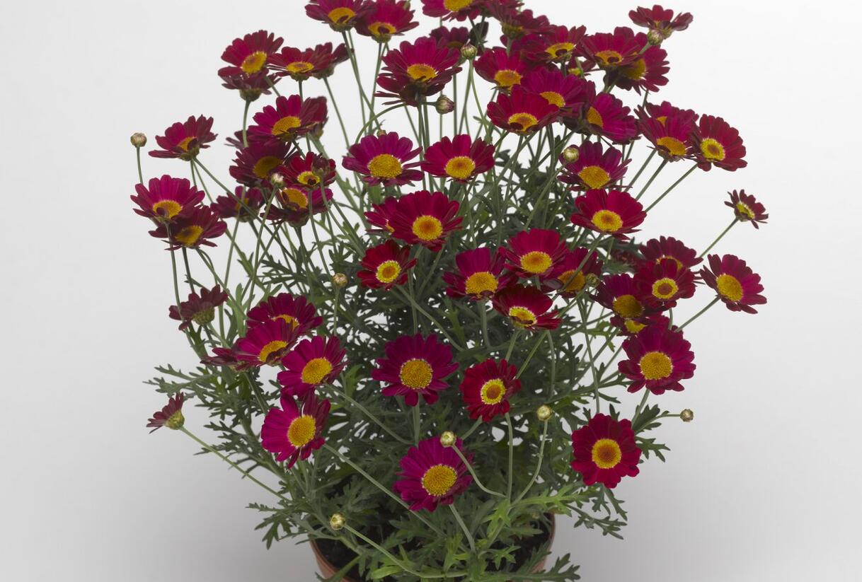 Kopretina pařížská 'Molimba Red' - Argyranthemum frutescens 'Molimba Red'