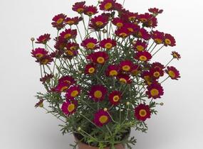 Kopretina pařížská 'Molimba Red' - Argyranthemum frutescens 'Molimba Red'