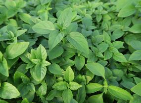 Bazalka pravá drobnolistá 'Compacta' - Ocimum basilicum 'Compacta'