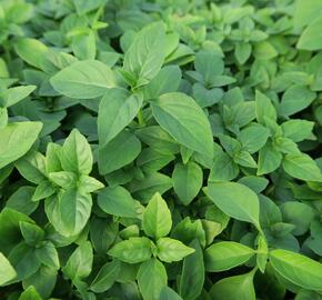 Bazalka pravá drobnolistá 'Compacta' - Ocimum basilicum 'Compacta'