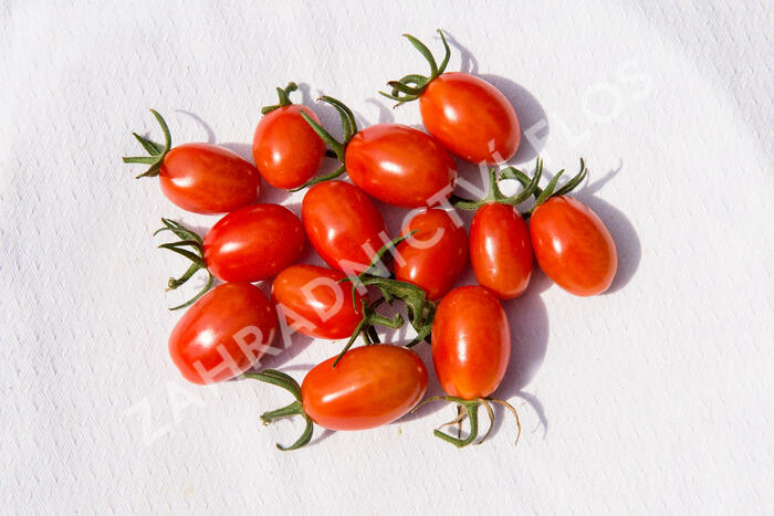 Rajče tyčkové datlové 'Mandat' F1 - Solanum lycopersicum L. 'Mandat' F1