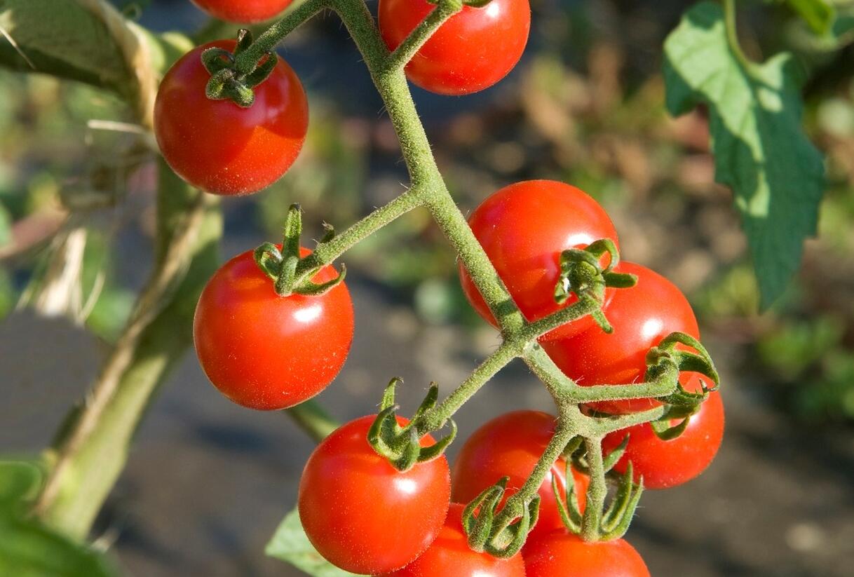 Rajče tyčkové cherry 'Charmant' F1 - Lycopersicon esculentum 'Charmant' F1