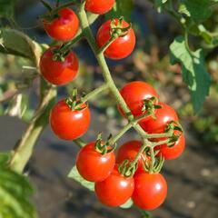 Rajče tyčkové cherry 'Charmant' F1 - Lycopersicon esculentum 'Charmant' F1