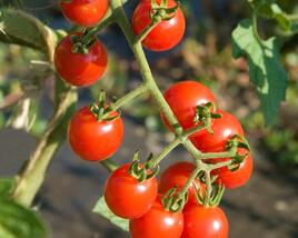 Rajče tyčkové cherry 'Charmant' F1