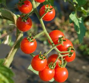 Rajče tyčkové cherry 'Charmant' F1 - Lycopersicon esculentum 'Charmant' F1