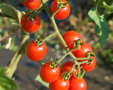 Rajče tyčkové cherry 'Charmant' F1