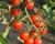 Rajče tyčkové cherry 'Charmant' F1