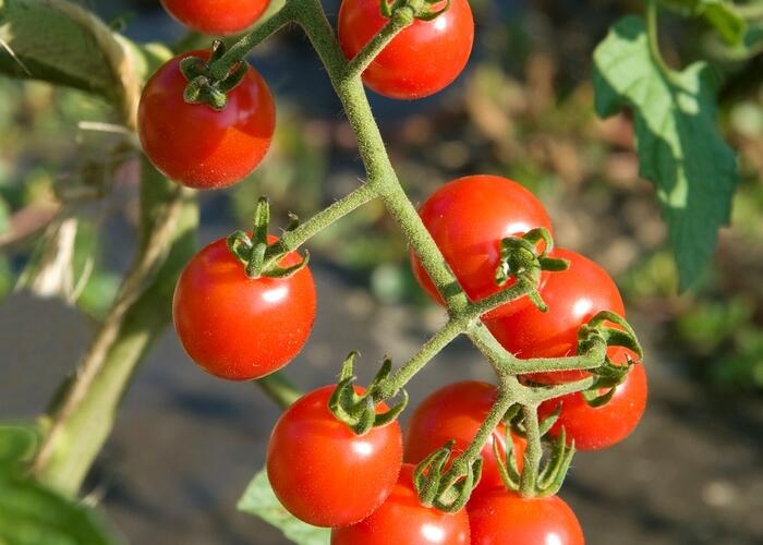 Rajče tyčkové cherry 'Charmant' F1 - Lycopersicon esculentum 'Charmant' F1