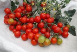 Rajče tyčkové cherry 'Rubinka' - Lycopersicon esculentum 'Rubinka'