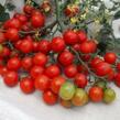 Rajče tyčkové cherry 'Rubinka' - Lycopersicon esculentum 'Rubinka'