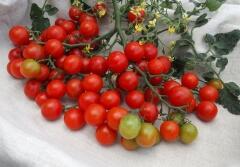 Rajče tyčkové cherry 'Rubinka' - Lycopersicon esculentum 'Rubinka'