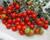 Rajče tyčkové cherry 'Rubinka'
