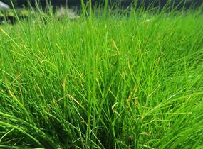 Pažitka pobřežní 'Bohemia' - Allium schoenoprasum 'Bohemia'
