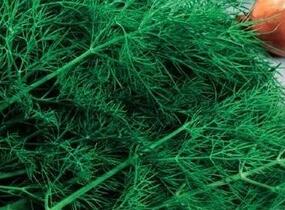 Kopr vonný 'Monarch' - Anethum graveolens 'Monarch'