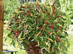 Paprika chilli převislá 'Volante Hot Red' F1 - Capsicum annuum 'Volante Hot Red' F1