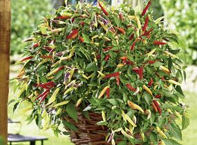 Paprika chilli převislá 'Volante Hot Red' - Capsicum annuum 'Volante Hot Red' F1