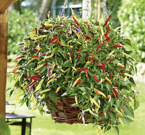 Paprika chilli převislá 'Volante Hot Red' F1 - Capsicum annuum 'Volante Hot Red' F1