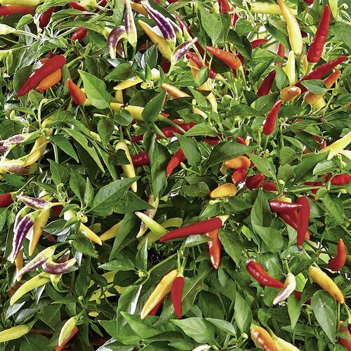 Paprika chilli 'Volante Hot Red' (převislá) - Capsicum annuum 'Volante Hot Red' F1