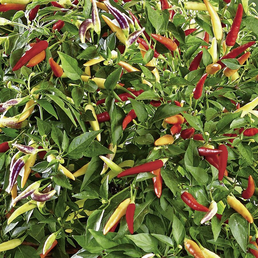 Paprika chilli 'Volante Hot Red' (převislá) - Capsicum annuum 'Volante Hot Red' F1