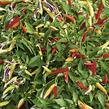 Paprika chilli 'Volante Hot Red' (převislá) - Capsicum annuum 'Volante Hot Red' F1