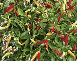 Paprika chilli převislá 'Volante Hot Red'
