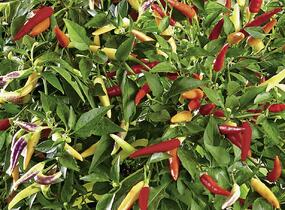Paprika chilli převislá 'Volante Hot Red' - Capsicum annuum 'Volante Hot Red' F1