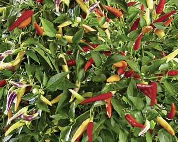 Paprika chilli převislá 'Volante Hot Red'