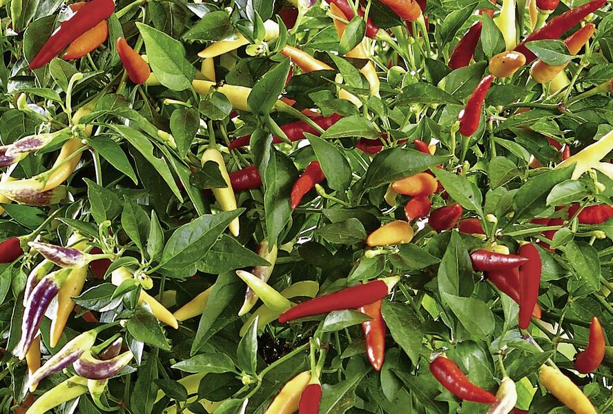 Paprika chilli převislá 'Volante Hot Red' - Capsicum annuum 'Volante Hot Red' F1