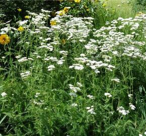 Řebříček obecný - Achillea millefolium