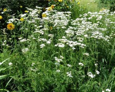 Řebříček obecný