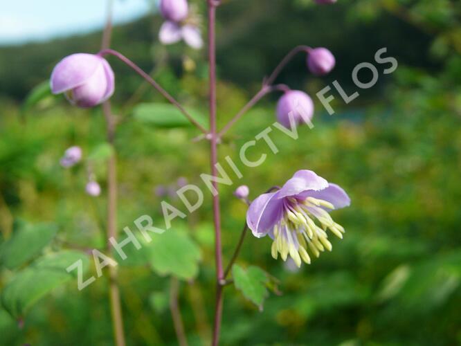 Žluťucha Delavayova - Thalictrum delavayi (dipterocarpum)