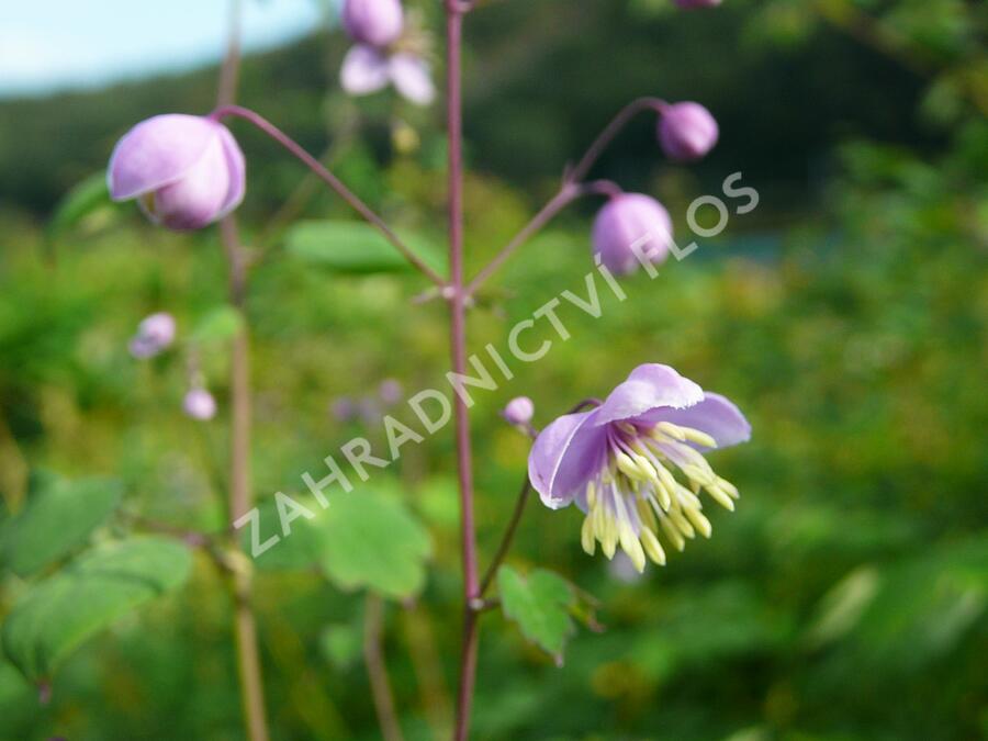 Žluťucha Delavayova - Thalictrum delavayi (dipterocarpum)