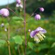 Žluťucha Delavayova - Thalictrum delavayi (dipterocarpum)