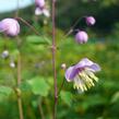 Žluťucha (delavayi) - Thalictrum delavayi (dipterocarpum)