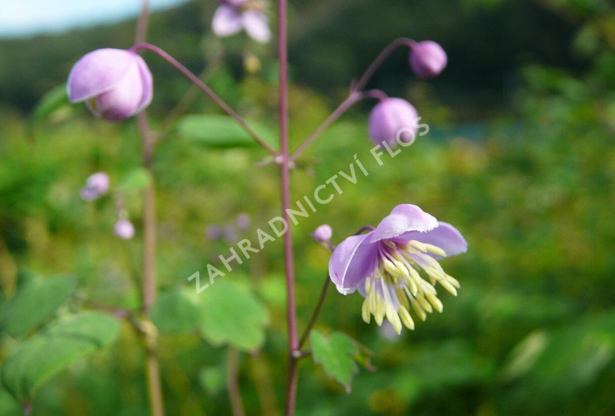 Žluťucha Delavayova - Thalictrum delavayi (dipterocarpum)