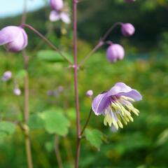 Žluťucha Delavayova - Thalictrum delavayi (dipterocarpum)