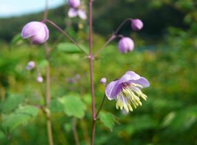 Žluťucha Delavayova - Thalictrum delavayi (dipterocarpum)