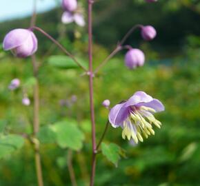 Žluťucha Delavayova - Thalictrum delavayi (dipterocarpum)