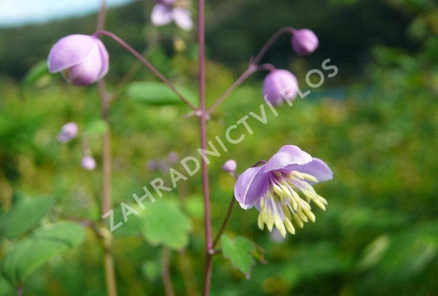 Žluťucha Delavayova - Thalictrum delavayi (dipterocarpum)