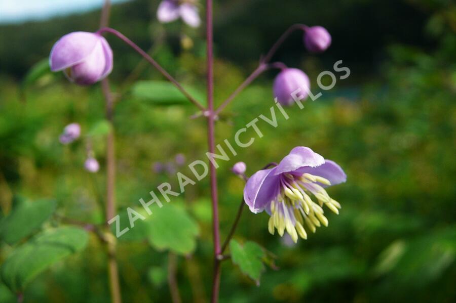Žluťucha Delavayova - Thalictrum delavayi (dipterocarpum)