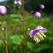 Žluťucha Delavayova - Thalictrum delavayi (dipterocarpum)