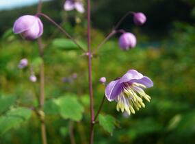 Žluťucha Delavayova - Thalictrum delavayi (dipterocarpum)