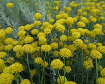 Svatolina cypříšková