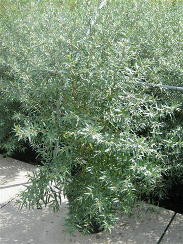 Rakytník řešetlákový samčí 'Pollmix' - Hippophae rhamnoides 'Pollmix'