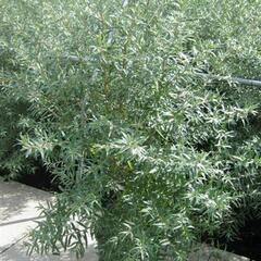 Rakytník řešetlákový samčí 'Pollmix' - Hippophae rhamnoides 'Pollmix'