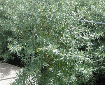 Rakytník řešetlákový samčí 'Pollmix'