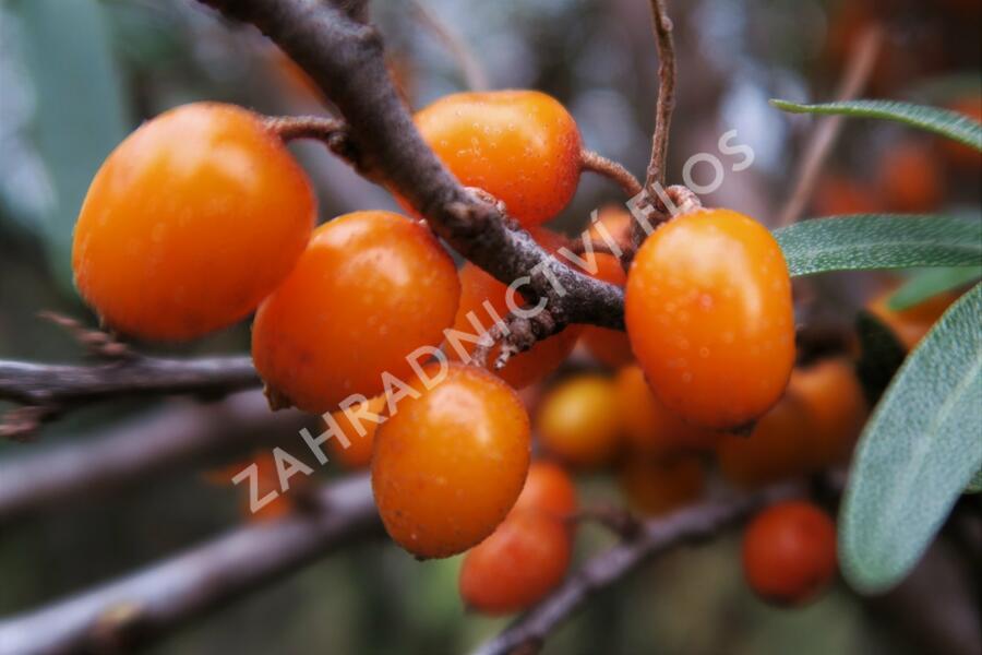 Rakytník řešetlákový - samičí 'Leikora' - Hippophae rhamnoides 'Leikora'