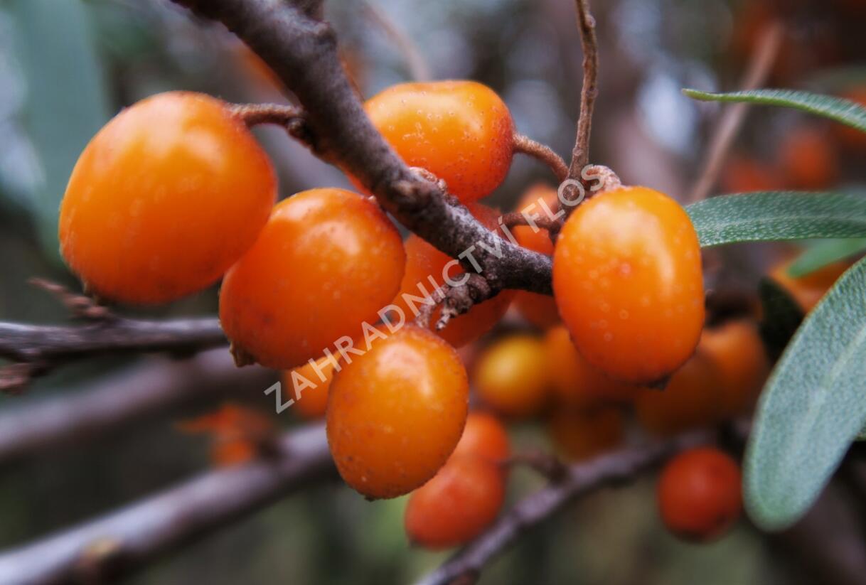 Rakytník řešetlákový samičí 'Leikora' - Hippophae rhamnoides 'Leikora'